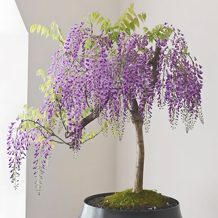 🌸Wisteria Flower Seeds, Purple Elf Blossoms
