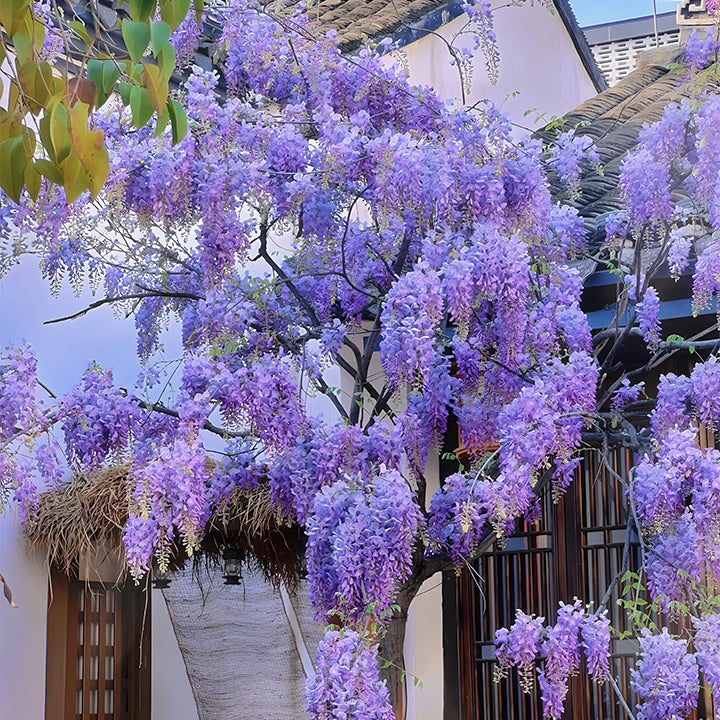 🌸Wisteria Flower Seeds, Purple Elf Blossoms