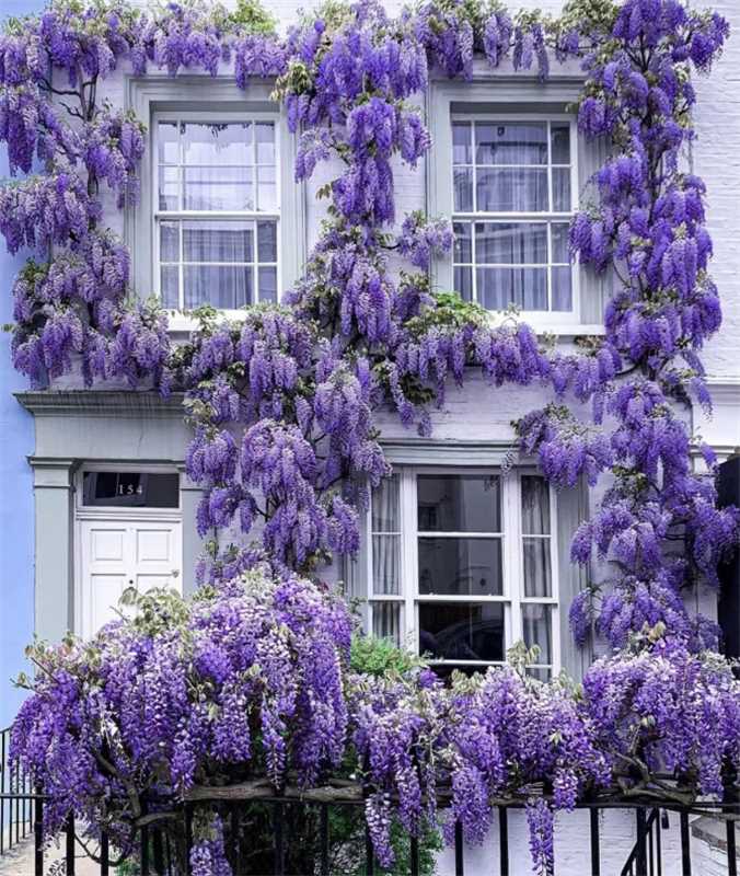 🌸Wisteria Flower Seeds, Purple Elf Blossoms