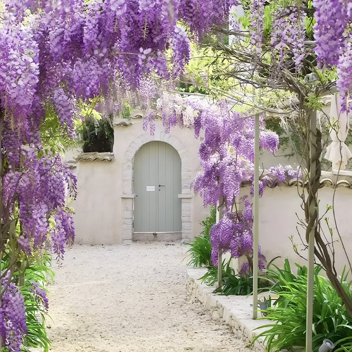 🌸Wisteria Flower Seeds, Purple Elf Blossoms