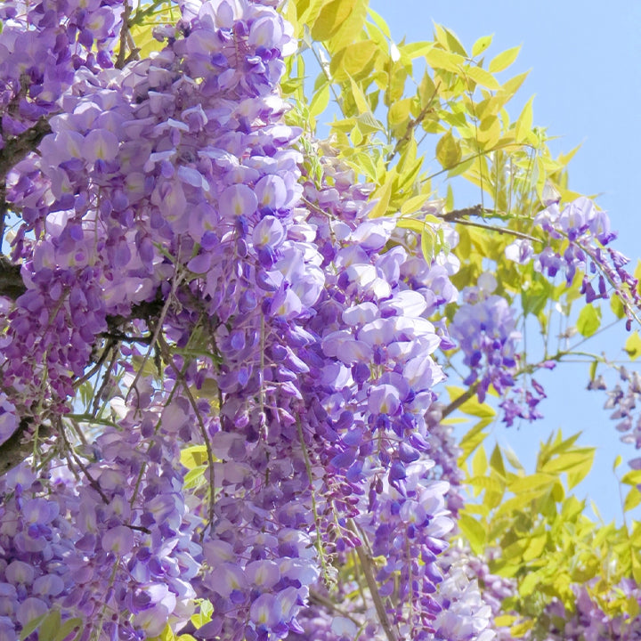 🌸Wisteria Flower Seeds, Purple Elf Blossoms