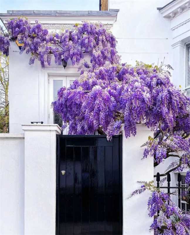 🌸Wisteria Flower Seeds, Purple Elf Blossoms