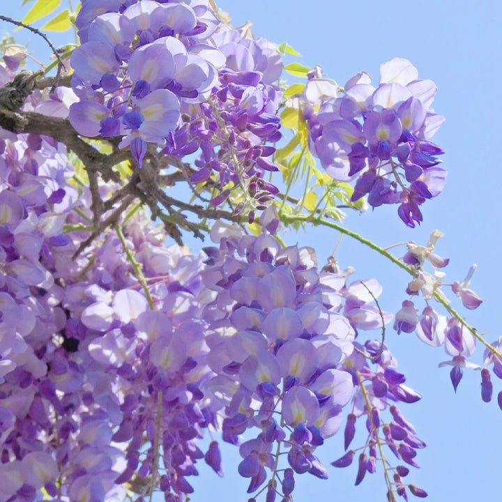 🌸Wisteria Flower Seeds, Purple Elf Blossoms