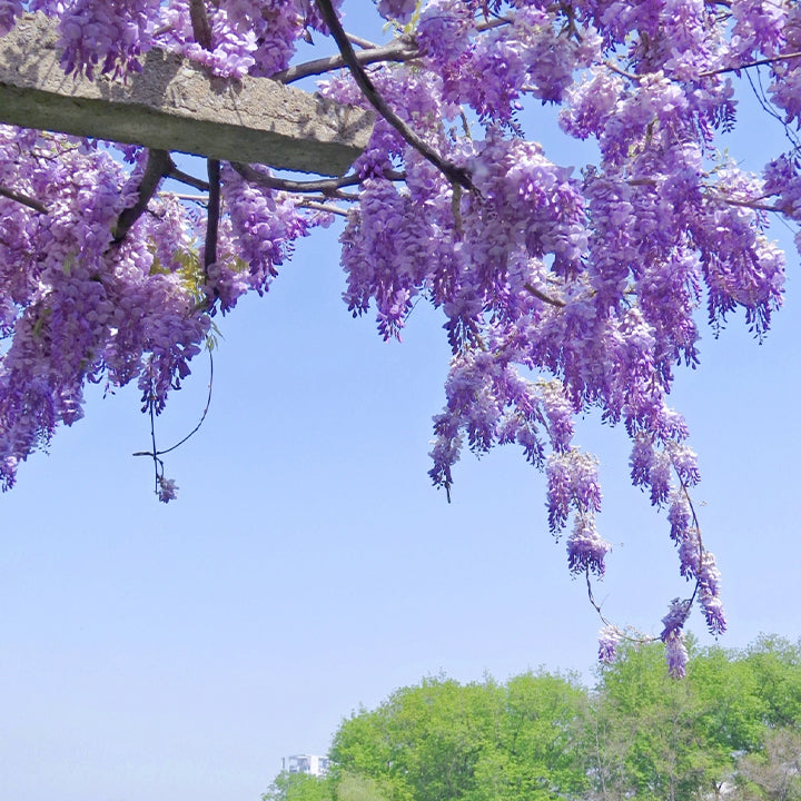 🌸Wisteria Flower Seeds, Purple Elf Blossoms