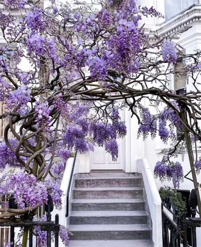 🌸Wisteria Flower Seeds, Purple Elf Blossoms