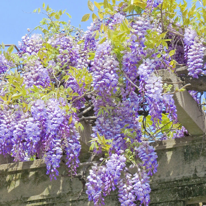 🌸Wisteria Flower Seeds, Purple Elf Blossoms