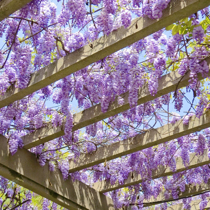 🌸Wisteria Flower Seeds, Purple Elf Blossoms