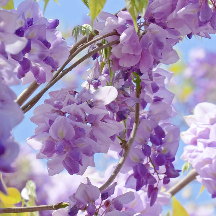 🌸Wisteria Flower Seeds, Purple Elf Blossoms