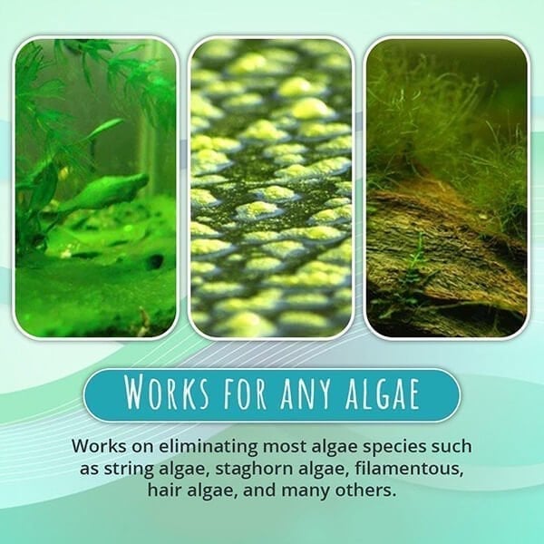 🔥 NEW Algae Repellent Agent